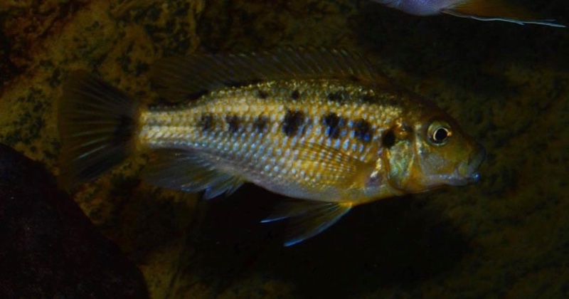 Pseudotropheus sp. 'williamsi north' Makonde